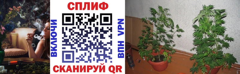 закладка  Снежногорск  Канабис OG Kush 